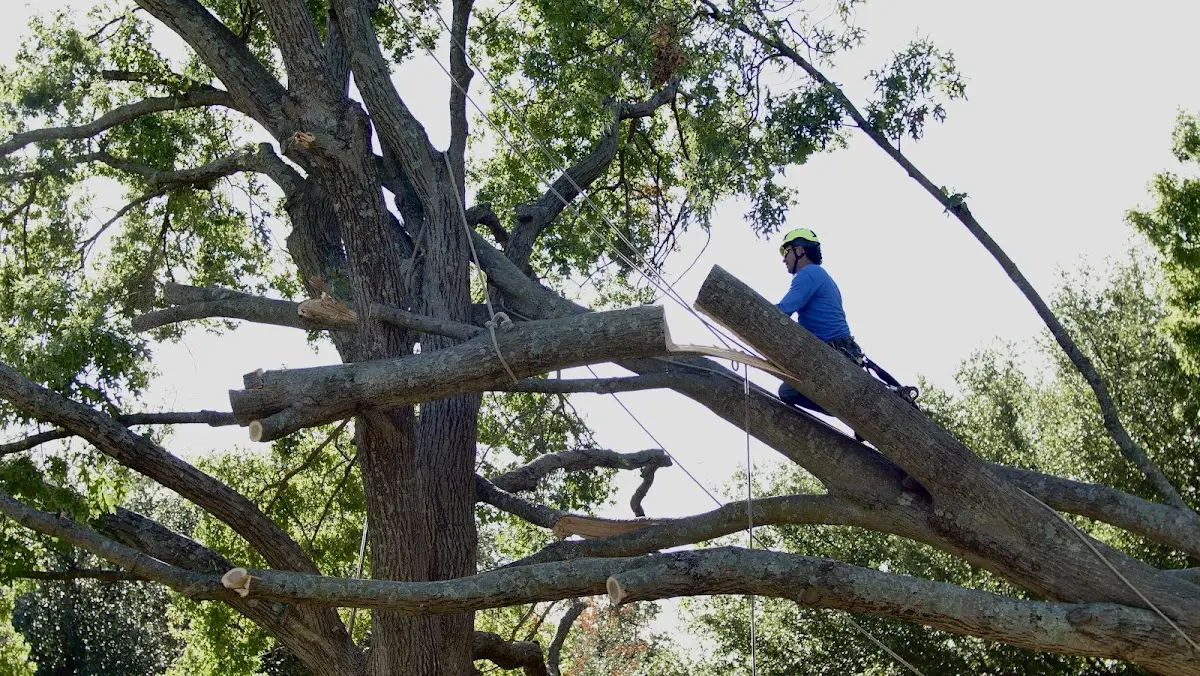 Professional Crown Thinning performed by certified arborists in Vantage