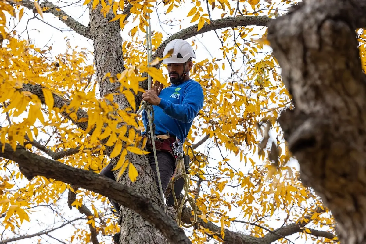 Skilled Tree Planing crew working in Vantage